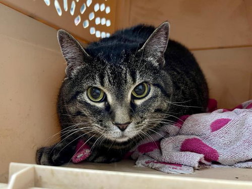 BOOTS, Senior Domestic Short Hair (medium coat), cat for adoption in St. Peters, Missouri