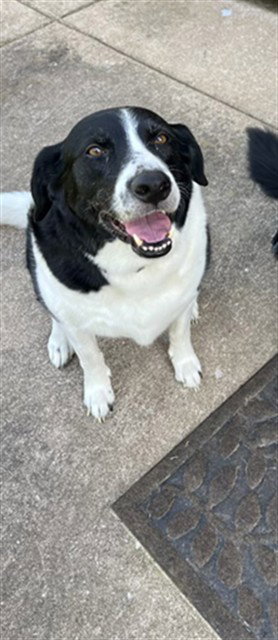 REMI, an adoptable Border Collie in St Peters, MO
