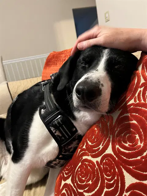 Remi - Border Collie