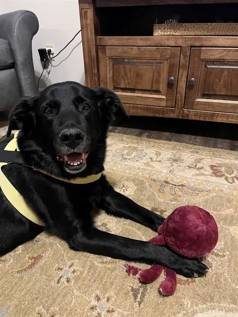Hawkeye - Black Lab Mix