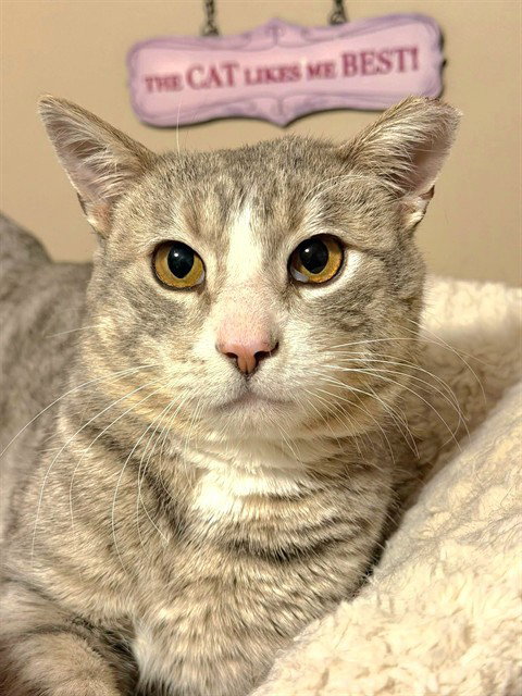 SAM, Adult Domestic Short Hair (medium coat), cat for adoption in St. Peters, Missouri