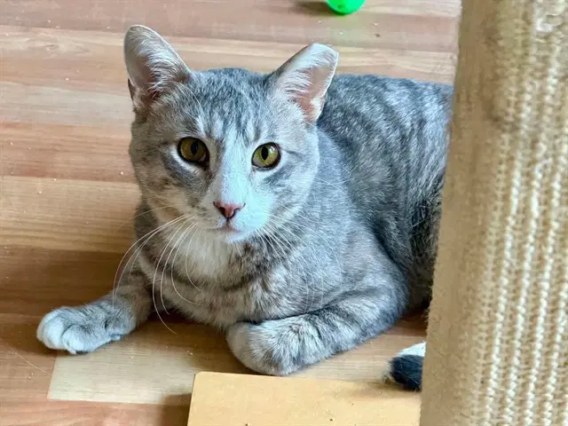 Sam - Domestic Short Hair