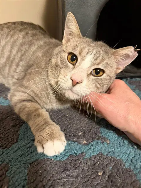 Sam - Domestic Short Hair