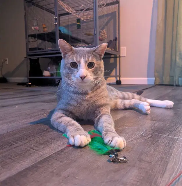 Sam - Domestic Short Hair
