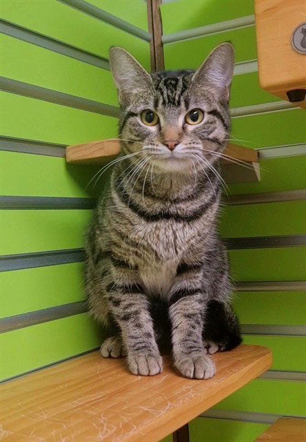 DARIA, Young Domestic Short Hair (medium coat), cat for adoption in St. Peters, Missouri