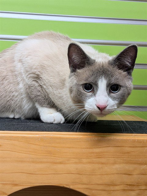 STRATUS, Young Domestic Short Hair (medium coat), cat for adoption in St. Peters, Missouri