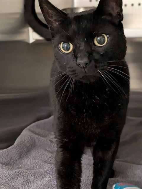 MIDNIGHT, Senior Domestic Short Hair (medium coat), cat for adoption in St. Peters, Missouri