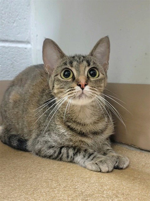 CATAMARI, Young Domestic Short Hair (medium coat), cat for adoption in St. Peters, Missouri