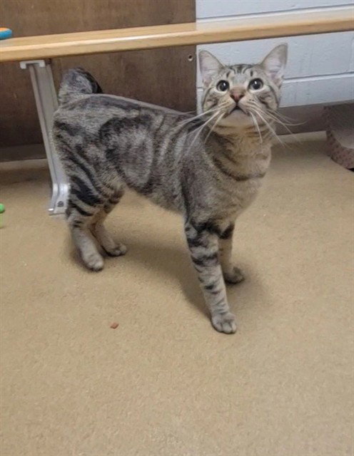 EDWARD, Adult Domestic Short Hair (medium coat), cat for adoption in St. Peters, Missouri