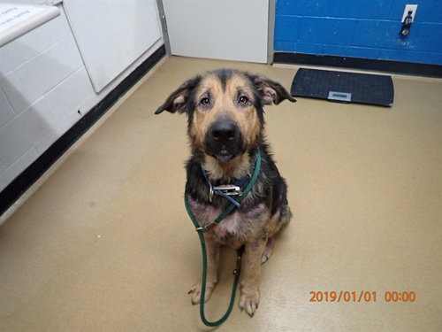 KARL, an adoptable German Shepherd Dog in St Peters, MO