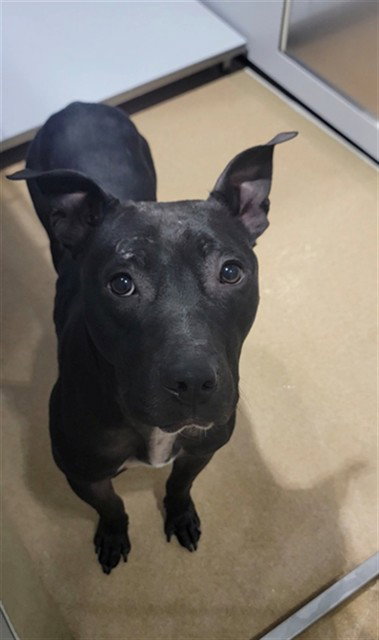 BUDDY, an adoptable Pit Bull Terrier in St Peters, MO