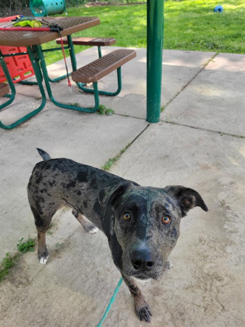 IVY, an adoptable Catahoula Leopard Dog in St Peters, MO