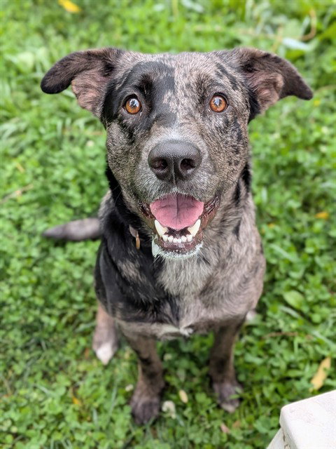 IVY, an adoptable Catahoula Leopard Dog in St Peters, MO