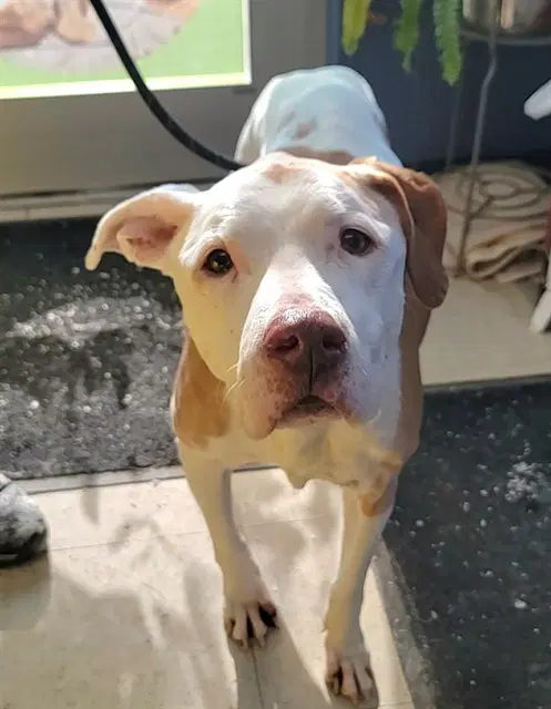 Honey - Pit Bull Terrier