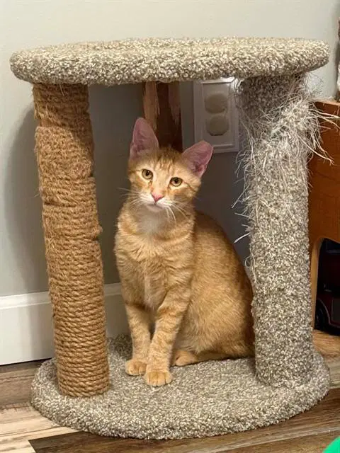 Perry - Domestic Short Hair