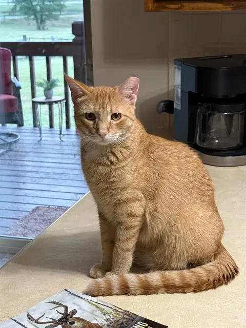 Perry - Domestic Short Hair