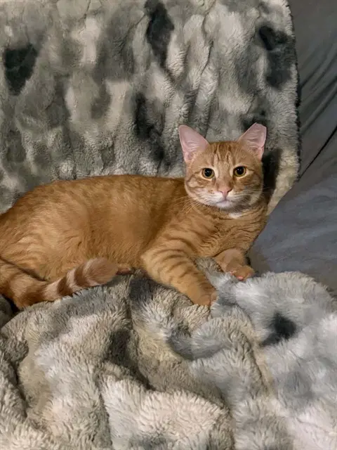 Perry - Domestic Short Hair