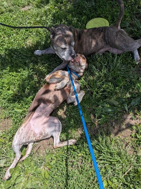 GALLIGAR, an adoptable American Pit Bull Terrier in St Peters, MO