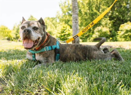 GALLIGAR, an adoptable American Pit Bull Terrier in St Peters, MO