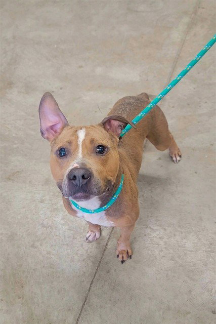 ZYRO, an adoptable Pit Bull Terrier in St Peters, MO