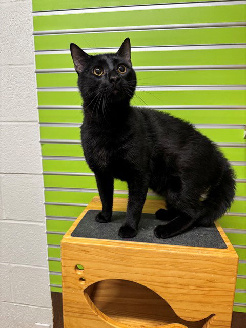 LUCA, Young Domestic Short Hair (medium coat), cat for adoption in Chesterfield, Missouri