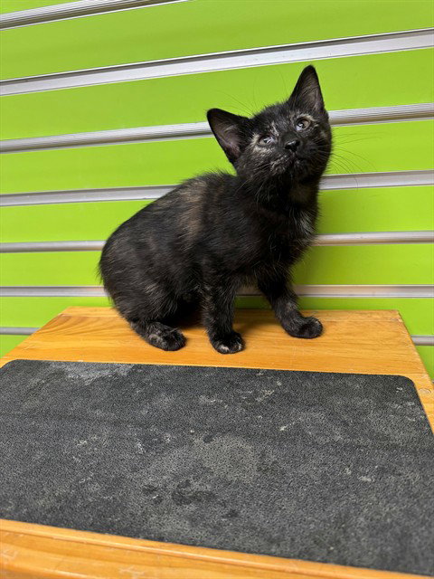 MERRY, an adoptable Domestic Short Hair in St Peters, MO