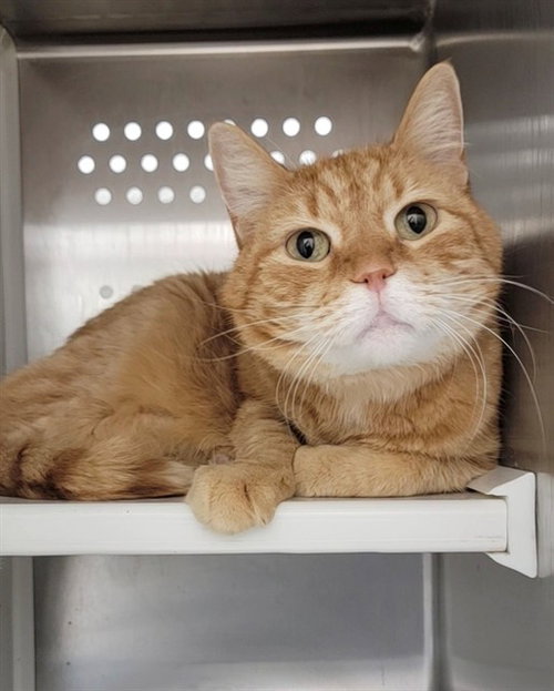 BAXTER, an adoptable Domestic Short Hair in St Peters, MO