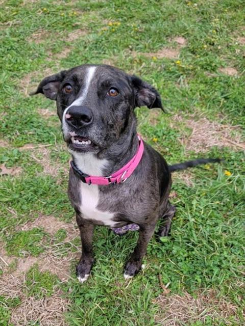 QUINN, an adoptable Catahoula Leopard Dog in St Peters, MO