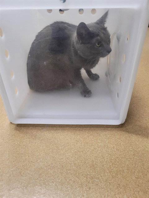 A529698, an adoptable Domestic Short Hair in St Peters, MO