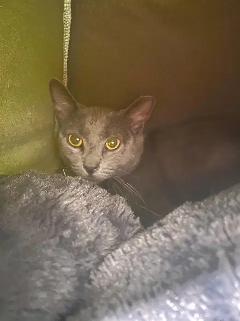 Daisy - Domestic Short Hair