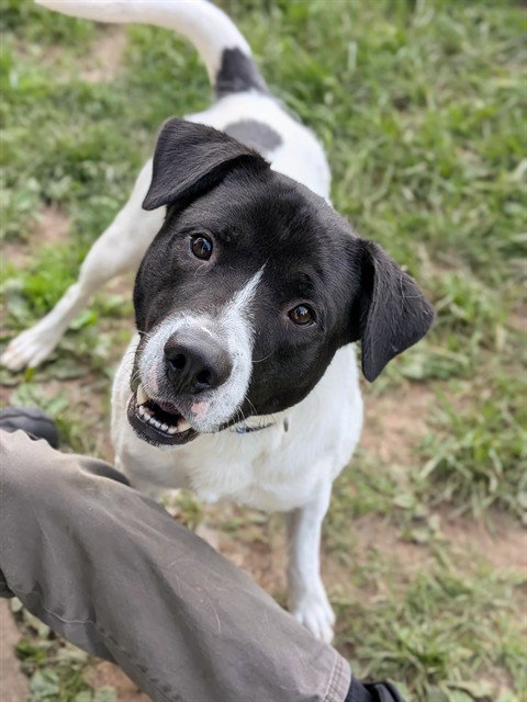 MANCHI, an adoptable Pit Bull Terrier in St Peters, MO