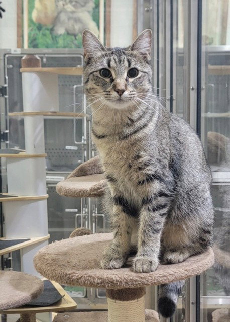 SKYLER, an adoptable Domestic Medium Hair in St Peters, MO