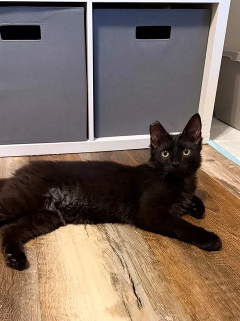 Ferb - Domestic Medium Hair