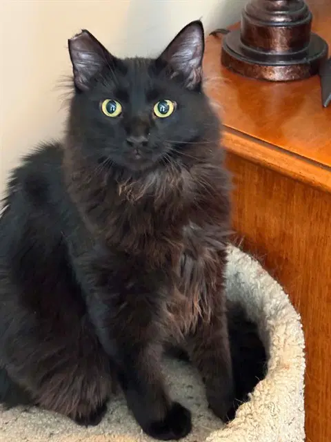Ferb - Domestic Medium Hair