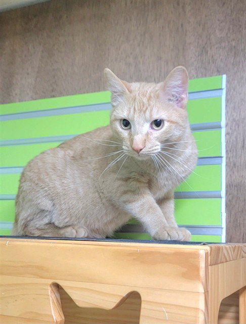 BELLFLOWER, an adoptable Domestic Short Hair in St Peters, MO