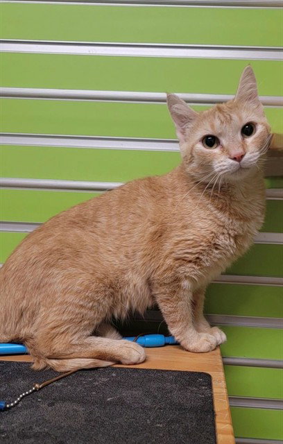 GAZANIA, an adoptable Domestic Short Hair in St Peters, MO