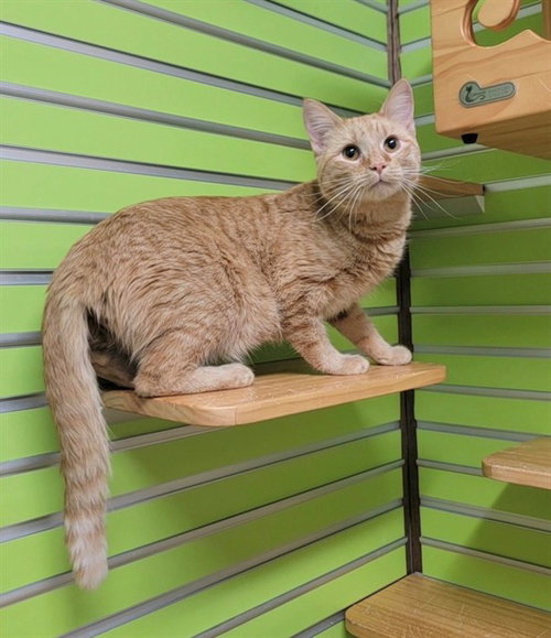 PEONY, an adoptable Domestic Short Hair in St Peters, MO