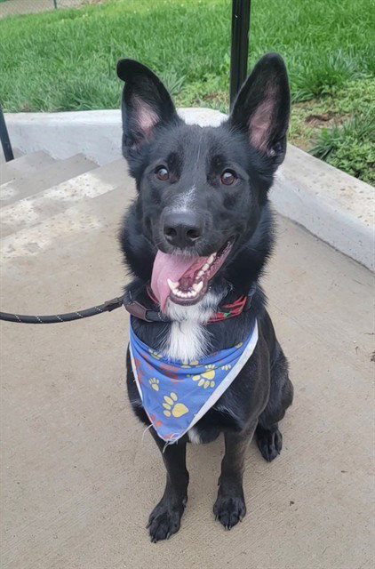 ROSCOE, an adoptable Border Collie in St Peters, MO