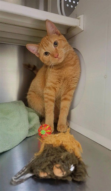 CONEFLOWER, Senior Domestic Short Hair (medium coat), cat for adoption in Chesterfield, Missouri