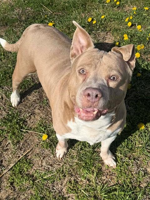 SERTA, an adoptable Pit Bull Terrier in St Peters, MO