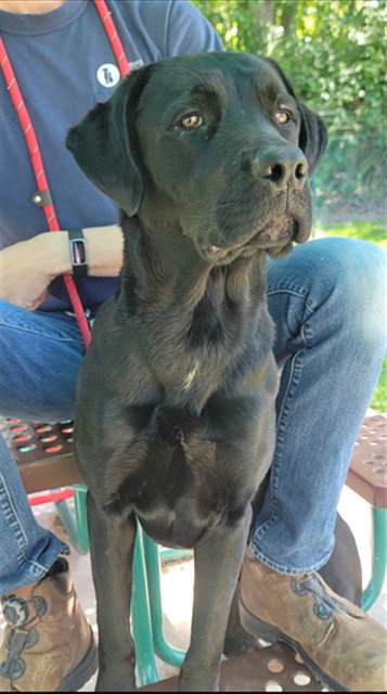 CARBON, an adoptable Labrador Retriever in St Peters, MO