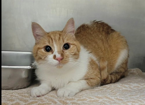 SPLENDA, an adoptable Domestic Short Hair in St Peters, MO