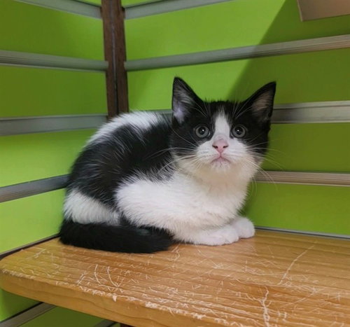 FURY, an adoptable Domestic Short Hair in St Peters, MO