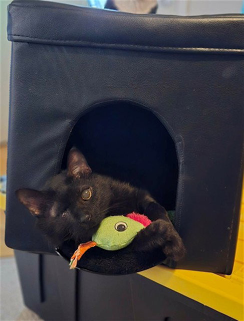 POPEYE, an adoptable Domestic Short Hair in St Peters, MO