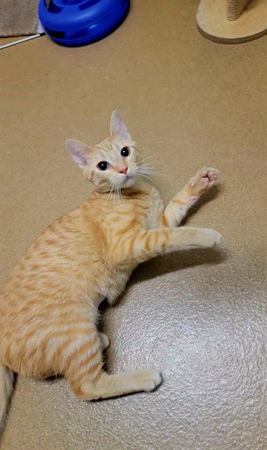 GHOST ORCHID, an adoptable Domestic Short Hair in St Peters, MO