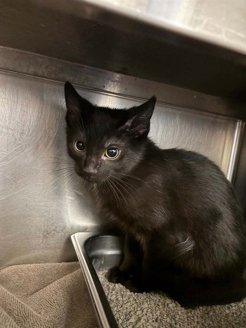 NITRO, an adoptable Domestic Short Hair in St Peters, MO