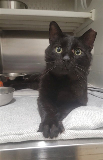 MILES, Young Domestic Short Hair (medium coat), cat for adoption in Chesterfield, Missouri