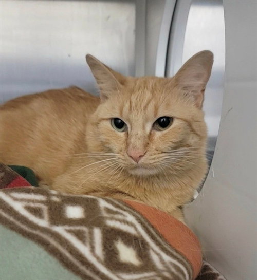 STRUPWAFFLE, Adult Domestic Short Hair (medium coat), cat for adoption in Chesterfield, Missouri