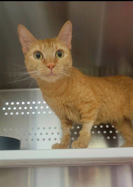 LILLY, Senior Domestic Short Hair (medium coat), cat for adoption in Chesterfield, Missouri