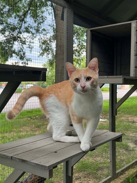 DUNCAN, Adult Domestic Short Hair (medium coat), cat for adoption in Chesterfield, Missouri
